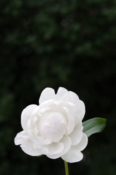 白色的花盛开在黑色的背景与复制空间图片下载