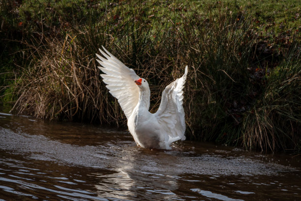 河中一只展开翅膀的白鹅图片下载