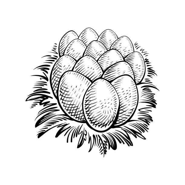 蛋在巢中，矢量插图。农场的鸡蛋，粗犷的雕刻风格。图片下载