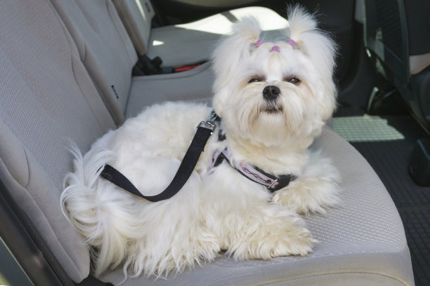 狗在车里很安全图片下载