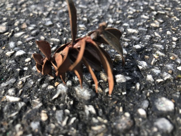 植物自然环境的叶子图片下载