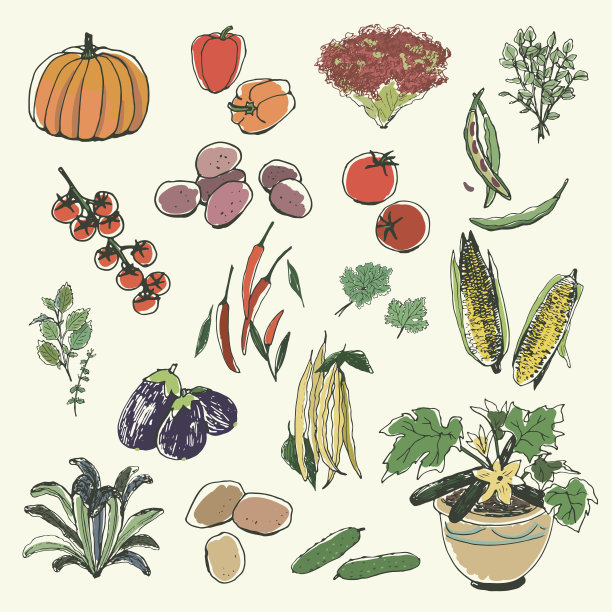 蔬菜手绘矢量插图图片下载