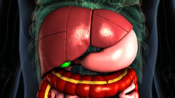 人体胃消化系统解剖三维示意图图片下载