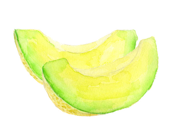 瓜。水彩画在白色的背景图片下载