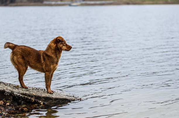 人类最好的朋友图片下载