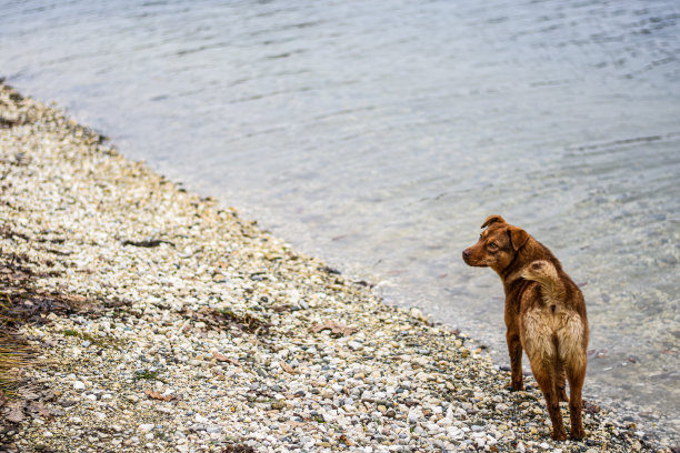 人类最好的朋友图片下载