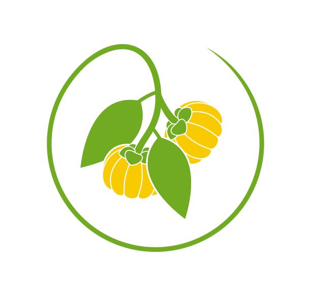 藤黄属植物果实的标志。孤立的藤本果在白色的背景上图片下载