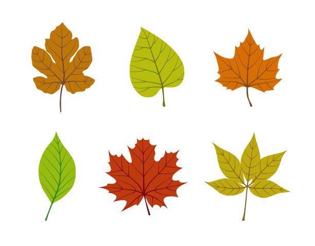 绿色的叶子。图片下载