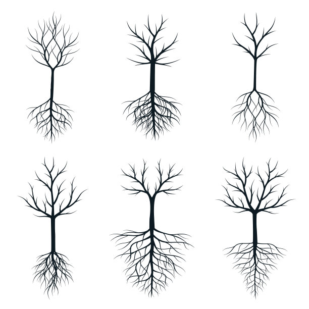 一组有根的树。矢量插图轮廓。植物在花园。图片下载