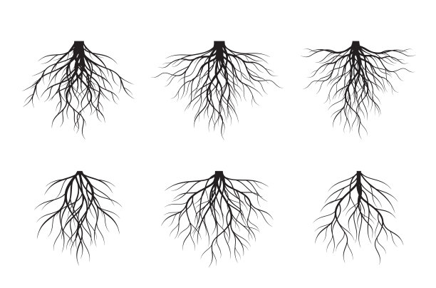 一组黑色的树根。矢量插图轮廓。植物和花园。图片下载