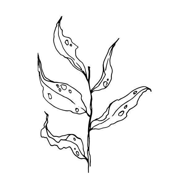 手绘树枝轮廓图。分支用树叶。植物手绘插图素描风格。孤立在白色背景上图片下载