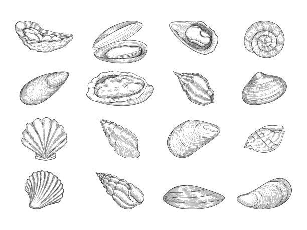 牡蛎。海鲜美食产品天然新鲜贝壳矢量涂鸦收藏图片下载