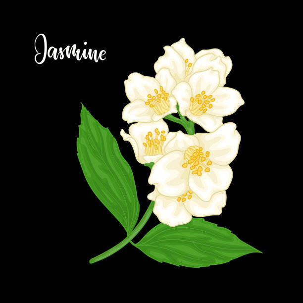 美丽的枝花茉莉卡通水彩画风格孤立在黑色的背景。手绘分支花。贺卡和请柬的设计元素。矢量图图片下载