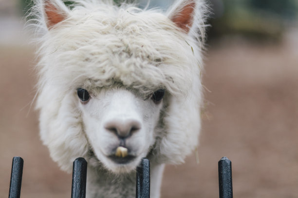 白色羊驼的头像，肖像-美丽的动物与牙齿从栅栏后面看着相机-近距离与选择性聚焦。图片下载