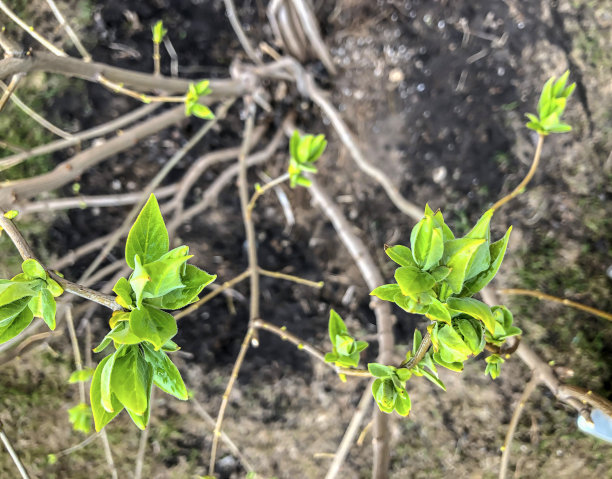 花园里春天刚长出的嫩叶图片下载