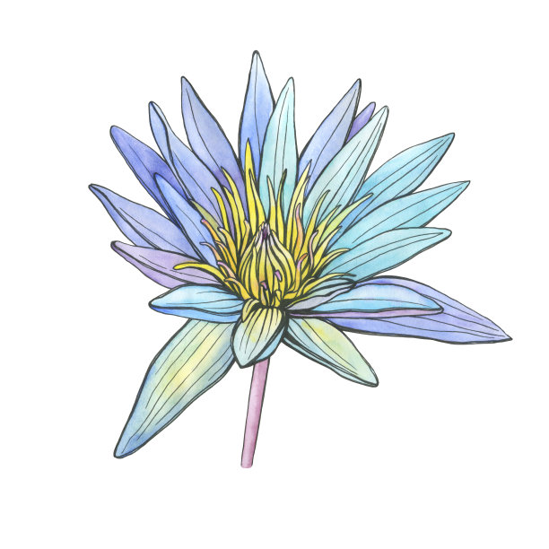 印度的蓝花圣莲象征(睡莲)。黑色大纲插图与水彩手绘绘画，孤立在白色背景。图片下载