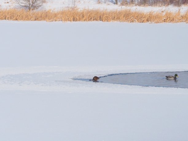 麝鼠,野鸭图片下载