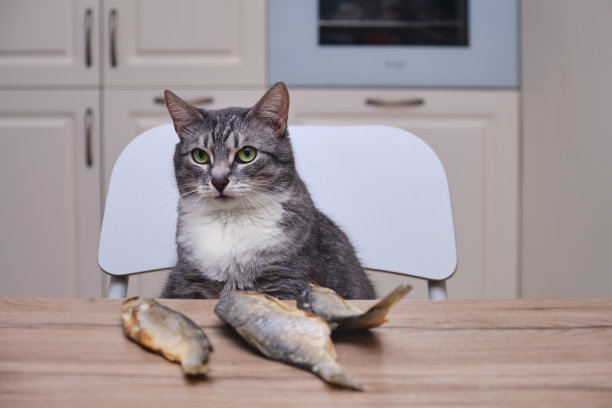 猫看着躺在家里厨房里的鱼。宠物在家里的餐桌上与干蟑螂图片下载