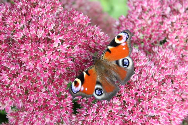 一只孔雀蝴蝶在一个粉红色的花特写图片下载