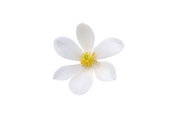 白玉兰或天竺牡丹花孤立在白色上图片下载