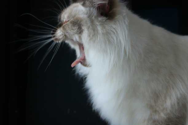 猫的背景图片下载