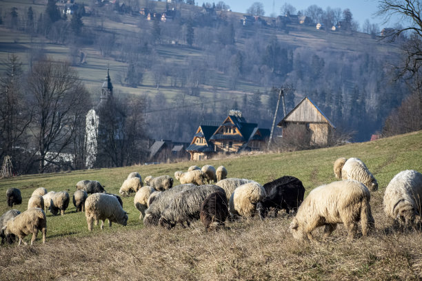 Podhale景色，有羊，房子和教堂图片下载