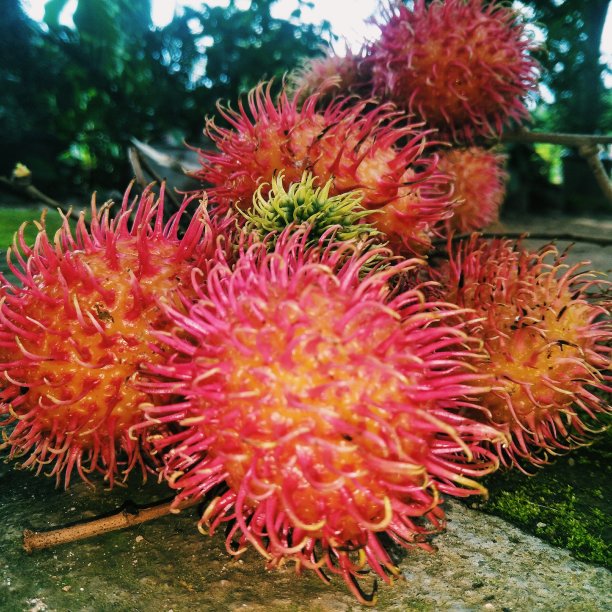 食品的背景图片下载