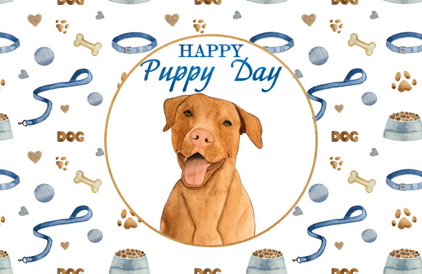 可爱可爱的巧克力色小狗。特写镜头图片下载