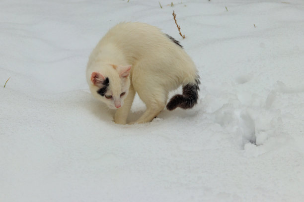 白雪中可爱的白猫图片下载