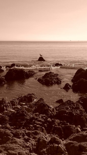 这只鸟图片下载