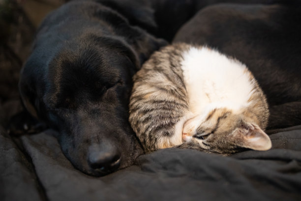 大狗和小猫睡在一起图片下载
