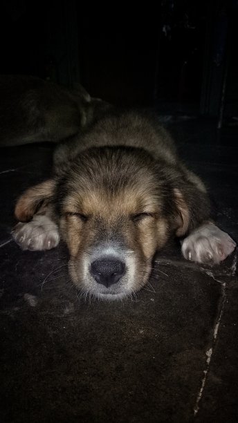 沉睡的小狗图片下载