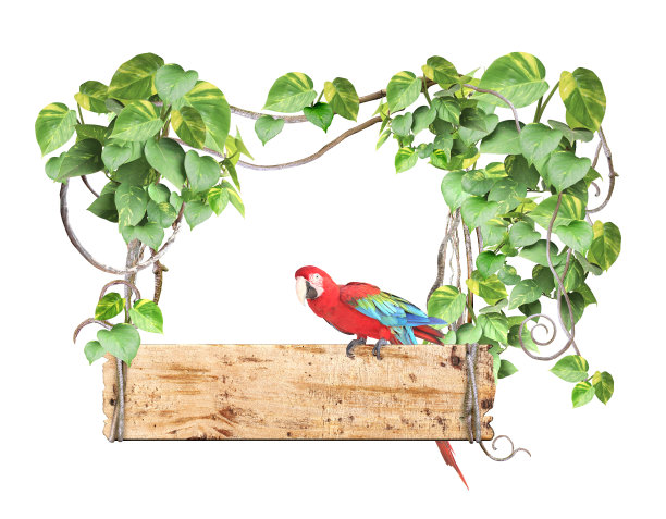旧木板、澳门鹦鹉、藤本植物及热带植物叶片图片下载