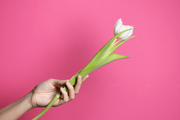粉红色背景上，女性手中的郁金香图片下载