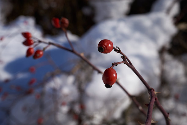 玫瑰果狗图片下载