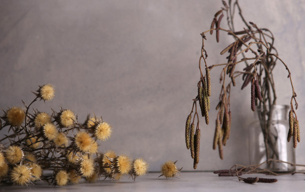 干花和黑桤木树枝与雄柔荑花序靠在水泥墙。图片下载