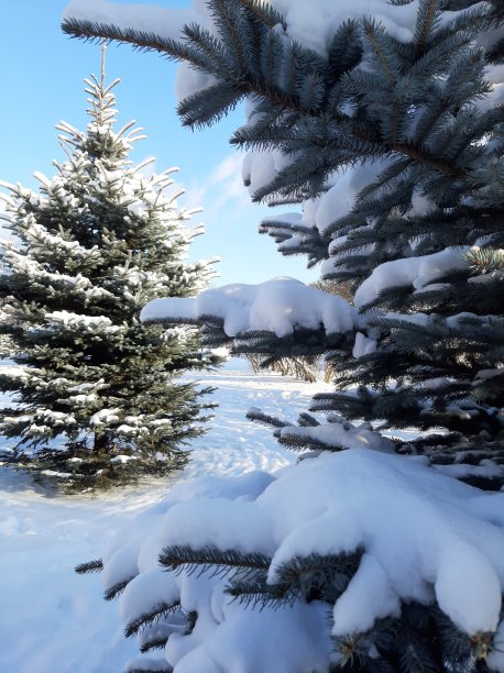 冬天公园里有蓝色的云杉图片下载