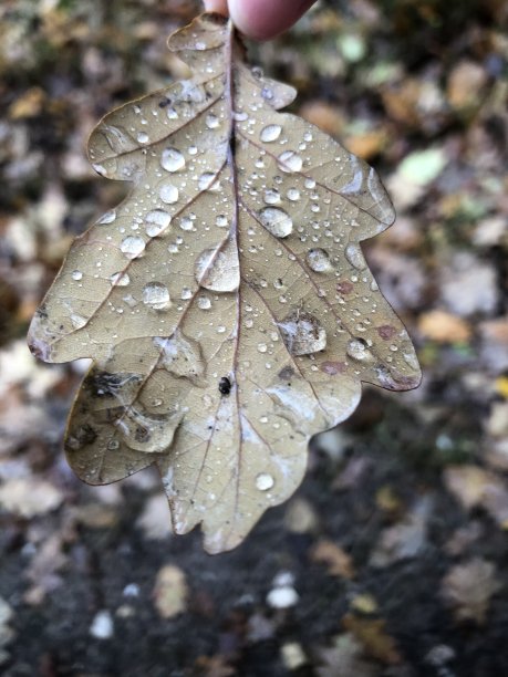 droo一片叶子图片下载