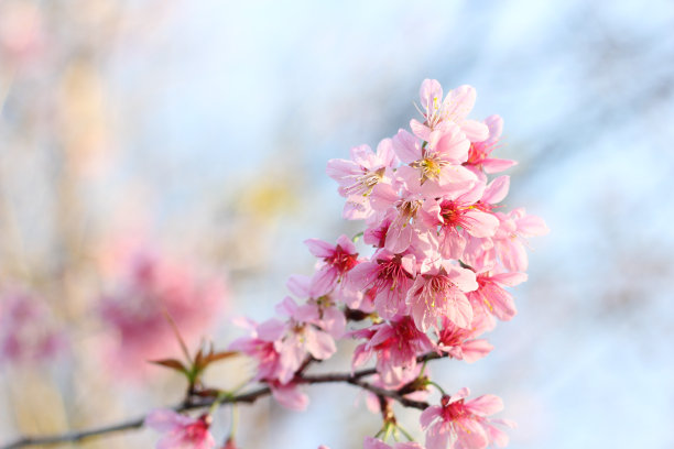 在泰国北部清莱的冬季，苏库拉花和蓝天一起盛开。真正的花，大自然中粉红色的花。图片下载