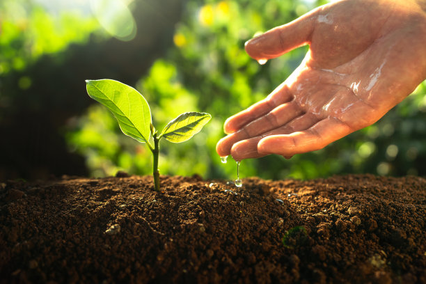 在大自然中亲手给植物浇水图片下载