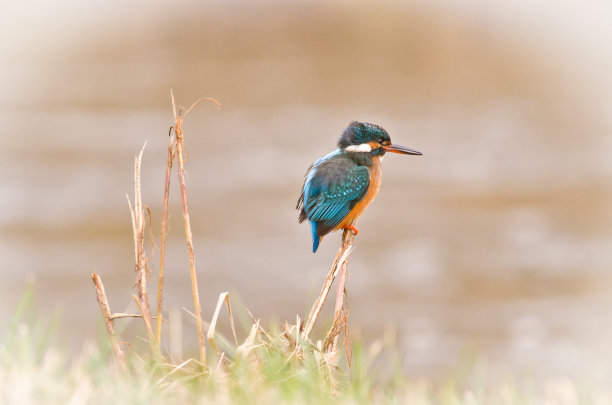野生动物，鸟，美丽的绿松石鱼国王在自然界图片下载