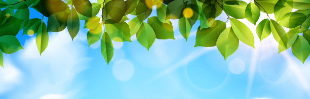 绿叶和阳光全景背景图片下载