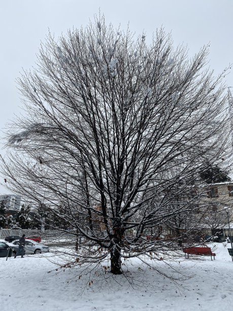 暴雪在米兰图片下载