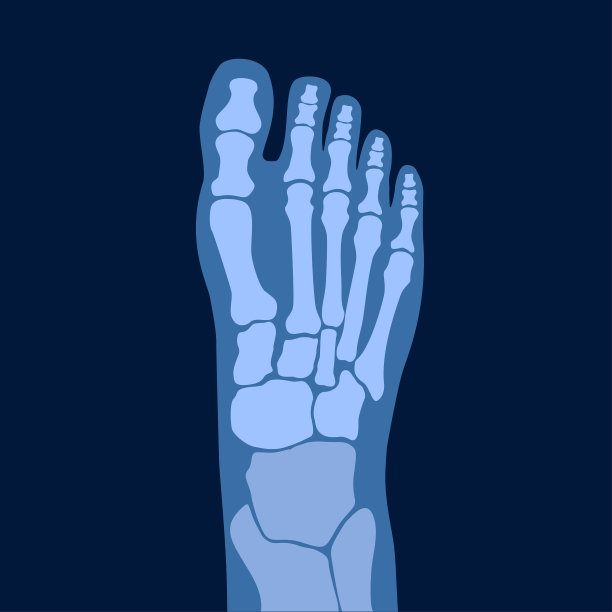 正常的骨头图片下载