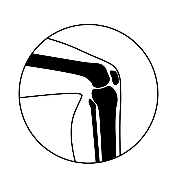 正常的骨头图片下载