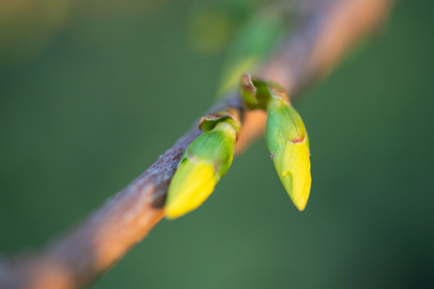 在春天发芽图片下载