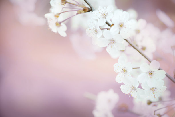 春花樱桃图片下载