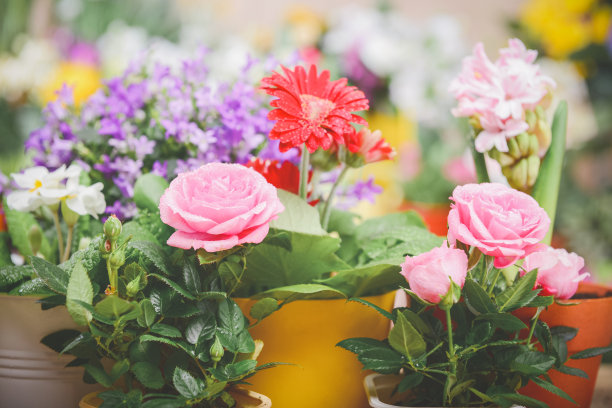 花盆里美丽的开花植物和花朵图片下载