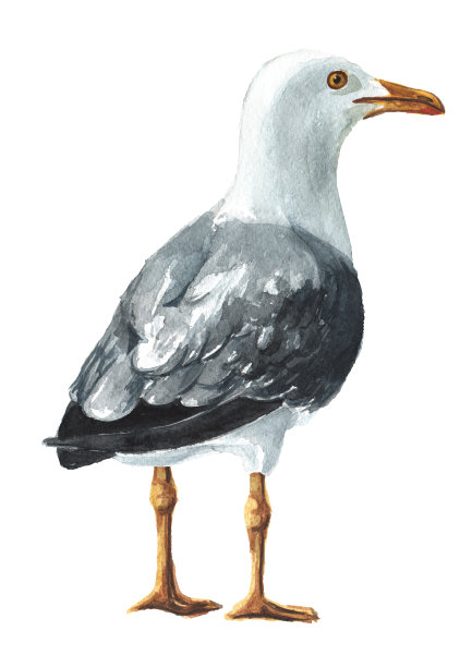 站立海鸥或海鸥。手绘水彩插图孤立的白色背景图片下载