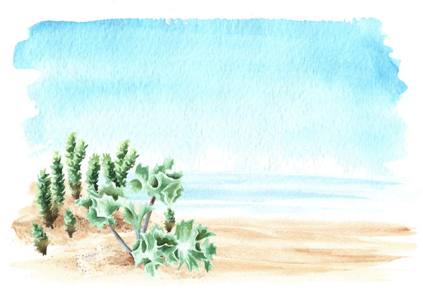 沙滩上的植物以海为背景，以海为空间。手绘水彩插图，孤立的白色背景图片下载
